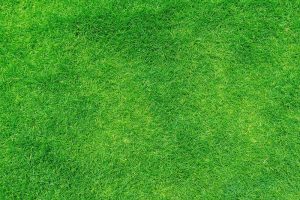 Popular Artificial Grass Types